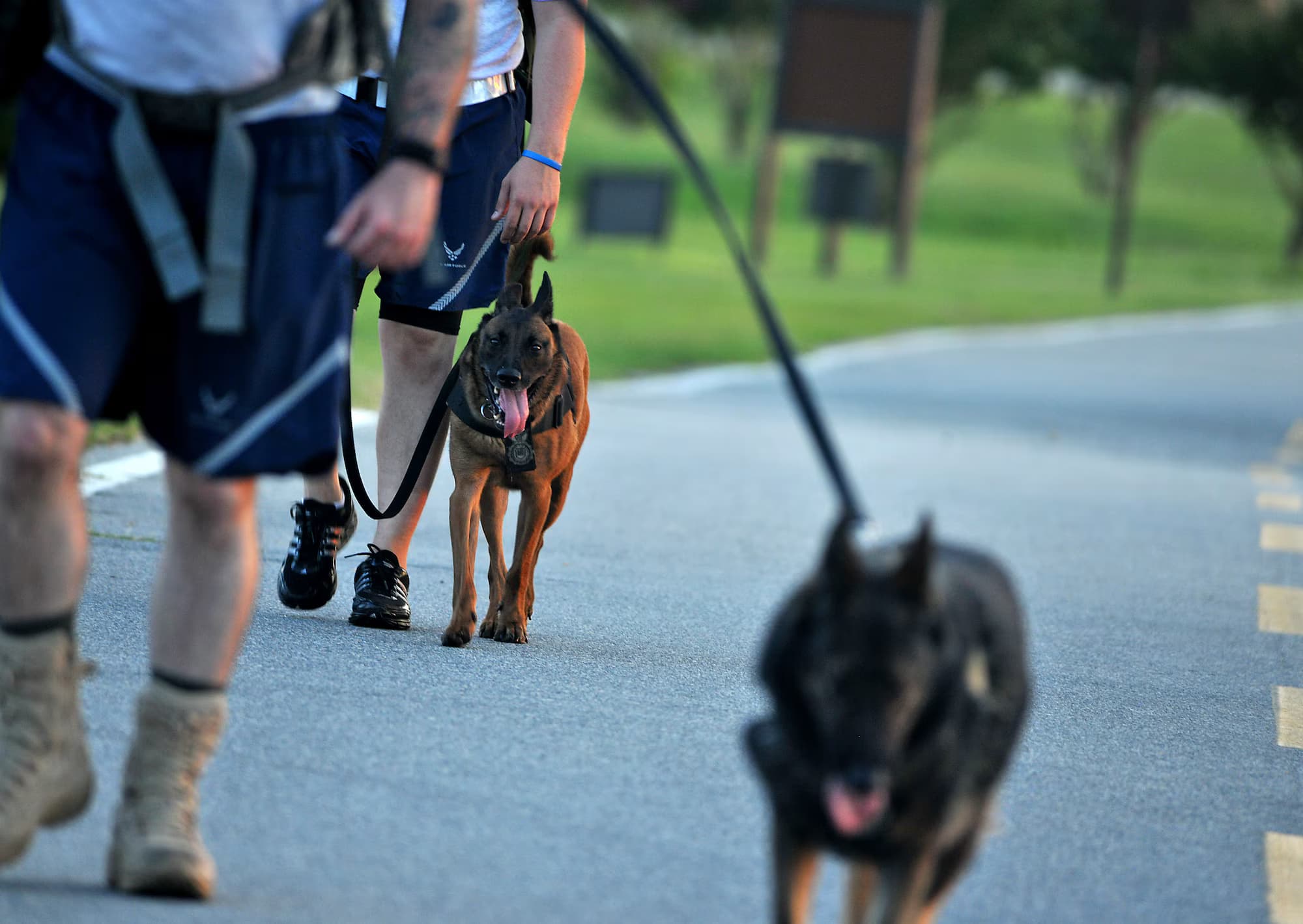 Security Dog Services Bristol for Trained Canine Security Services by ISA Support Services